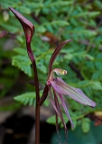 Cyrtostylis reniformus Small Gnat-orchid (d)